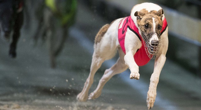 sydney bucks party guide greyhound racing